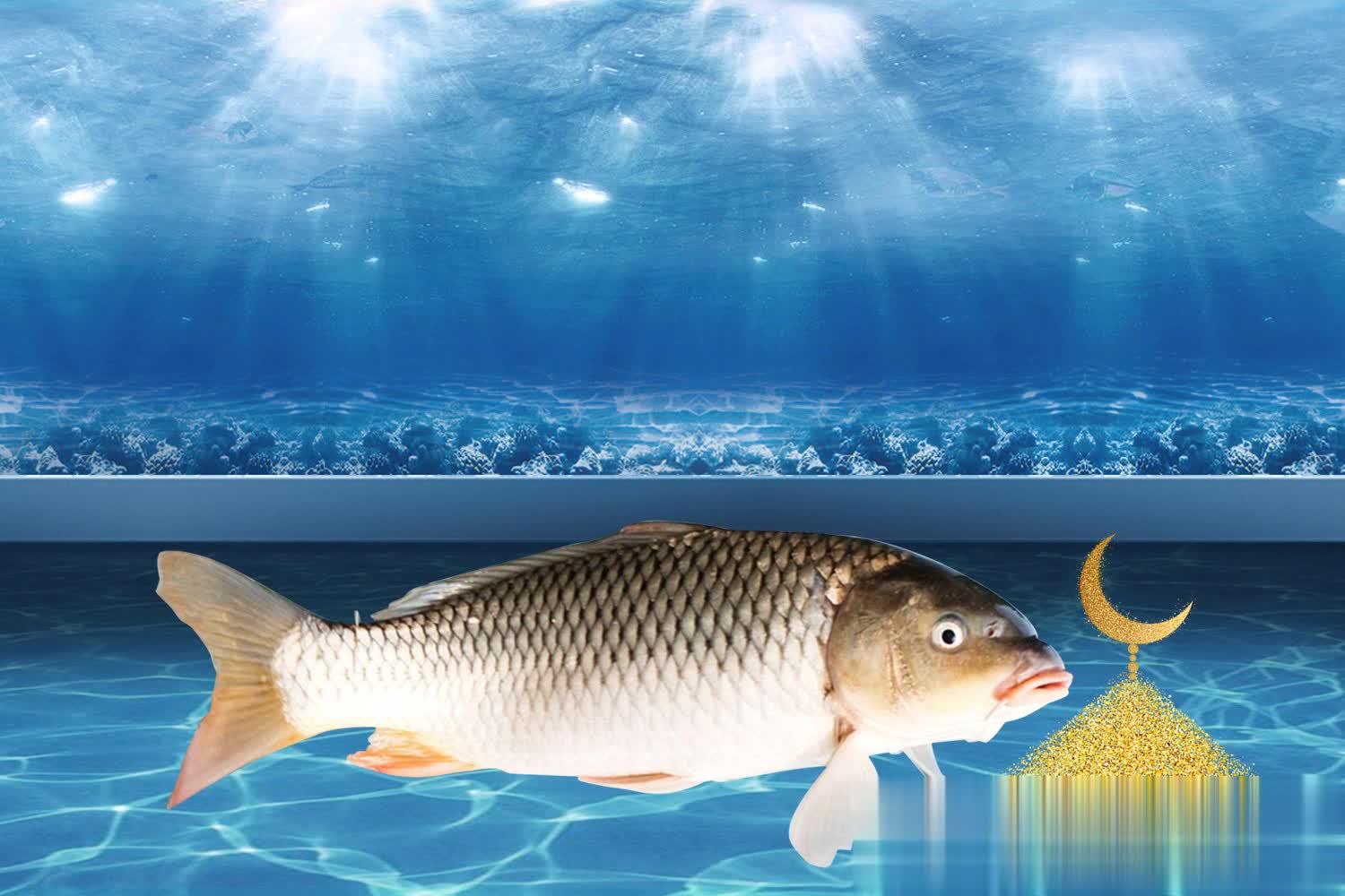 黑坑鲤鱼正, 摄食需求